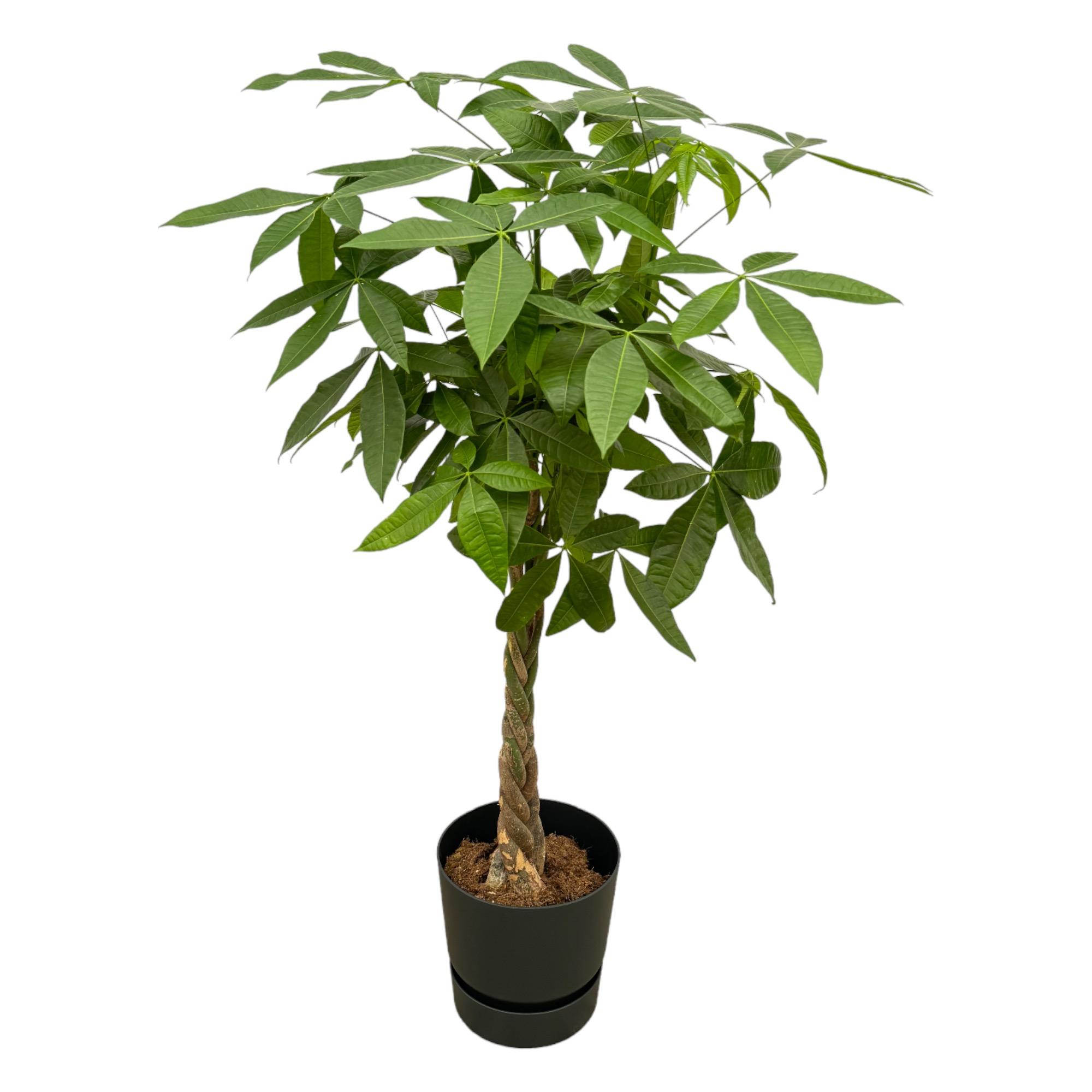 Pachira Aquatica inclusief elho Greenville Round zwart - 140cm - Ø30