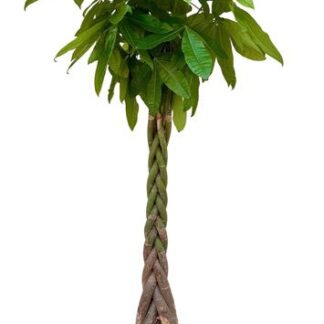 Pachira aquatica - 200cm