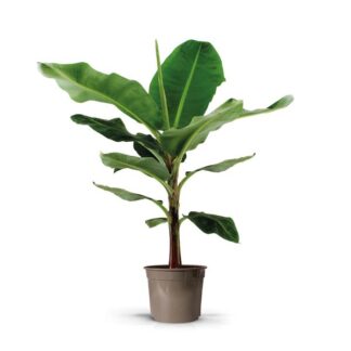 Bananenplant (Musa) - 130cm