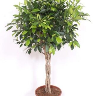 Ficus Nitida gevlochten stam - 100 cm