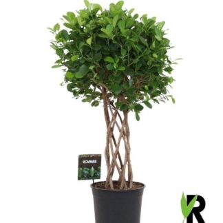 Ficus Moclame gevlochten cilinder - 120 cm