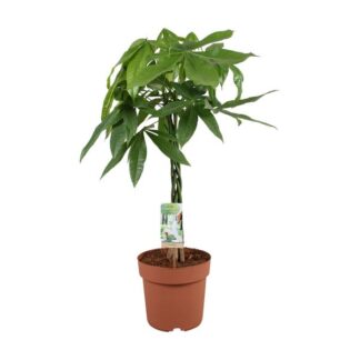 Pachira Aquatica - 70 cm