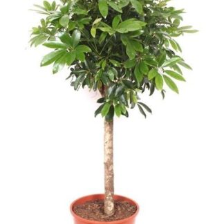 Schefflera op stam - 150 cm