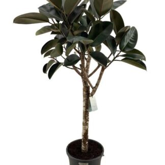 ficus elastica burgundy - 200 cm