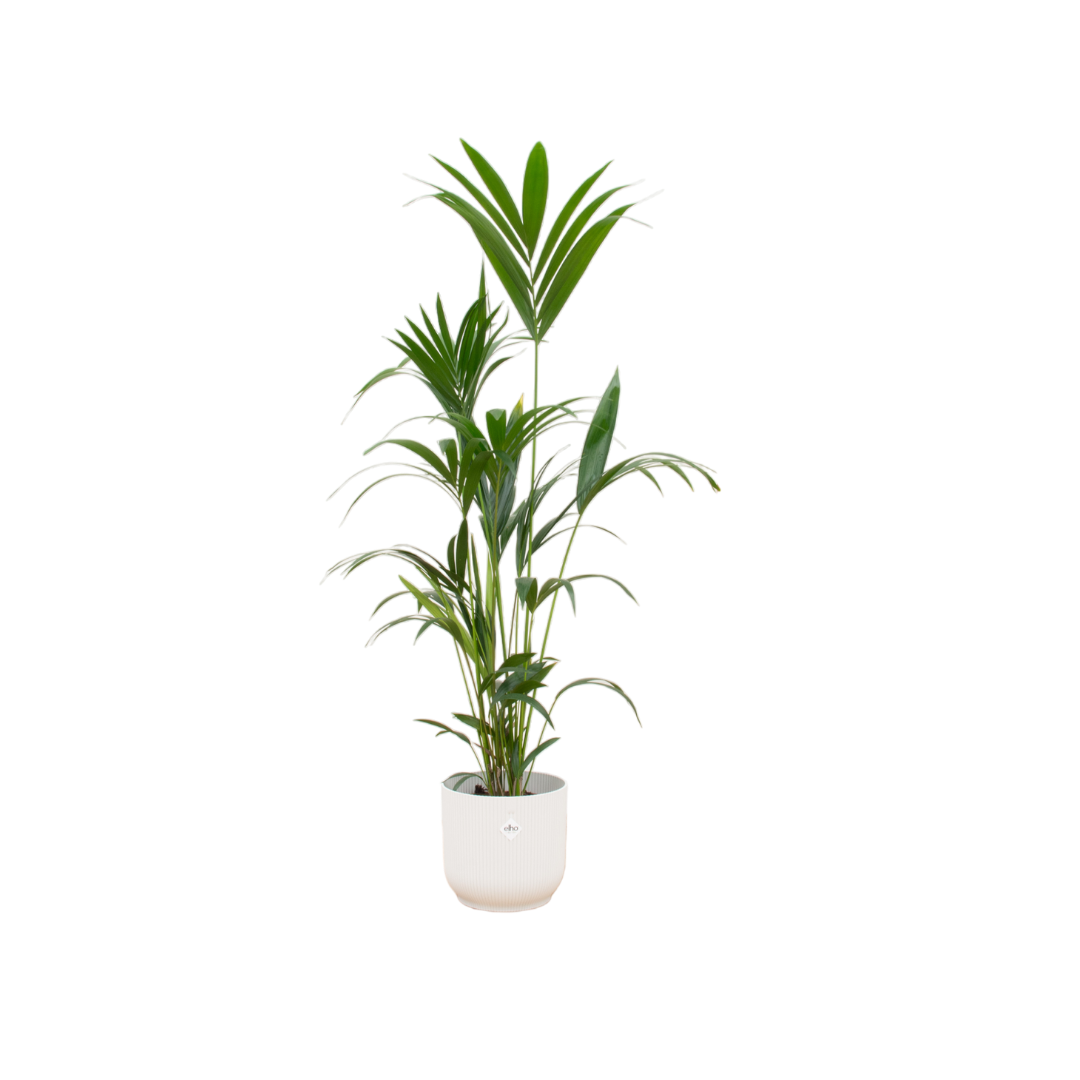 Kentia palm inclusief elho Vibes Fold Round wit - 160cm - Ø30