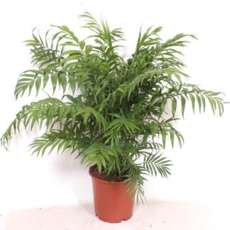 Chamaedorea Elegans  - 100 cm - Ø24cm