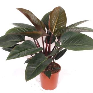 Philodendron Red Beauty - 100cm