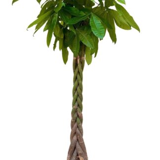 Pachira aquatica - 200cm