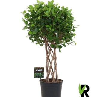 Ficus Moclame gevlochten cilinder - 120 cm