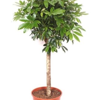Schefflera  op stam - 150 cm