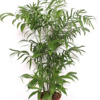Chamaedorea Seifrizii - 170 cm